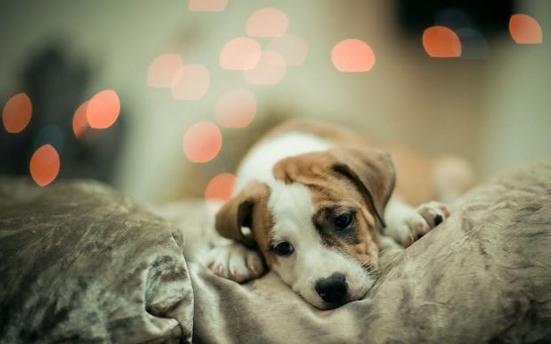 Cute Dog Wallpaper Free Download.