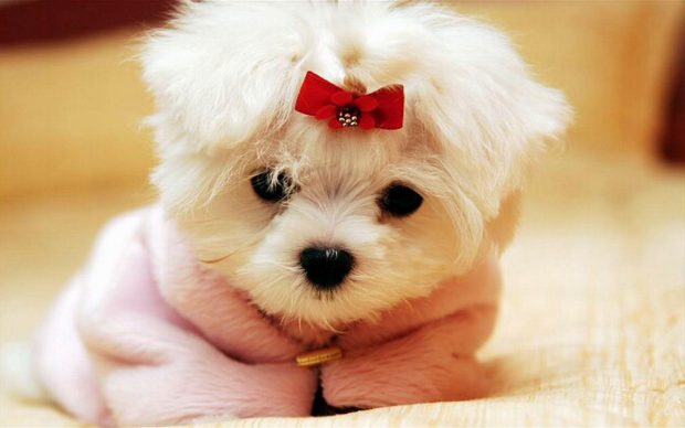 Cute Dog Wallpaper High Quality.