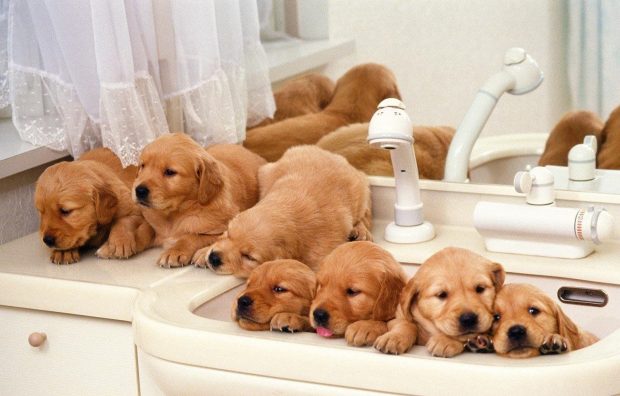 Cute Dog Wallpaper Sleep Dogs.