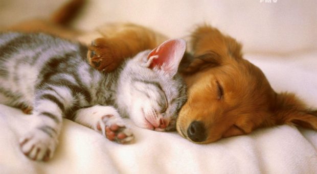 Cute Dog Wallpaper With Cat.