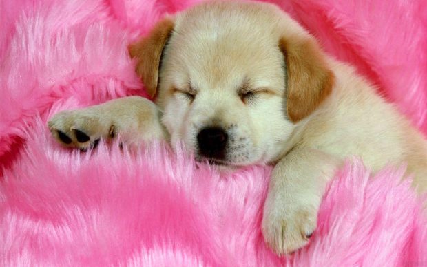 Cute Dog Wide Screen Wallpaper HD.