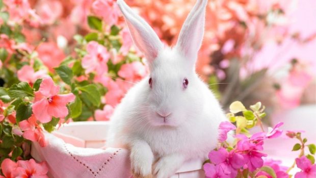 Cute Easter Wallpaper 1080p Cute Bunny Back ground.