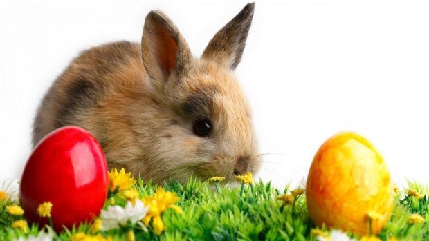 Cute Easter Wallpaper The Easter Bunny Picture HD 1080p.