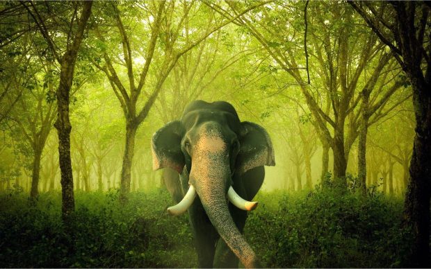 Cute Elephant Backgrounds Free Download.