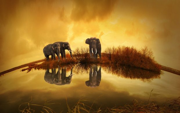 Cute Elephant Backgrounds HD Free download.