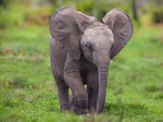 Cute Elephant Desktop Background HD Backgrounds.