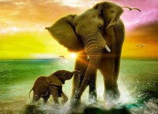 Cute Elephant Wallpaper Free Download.