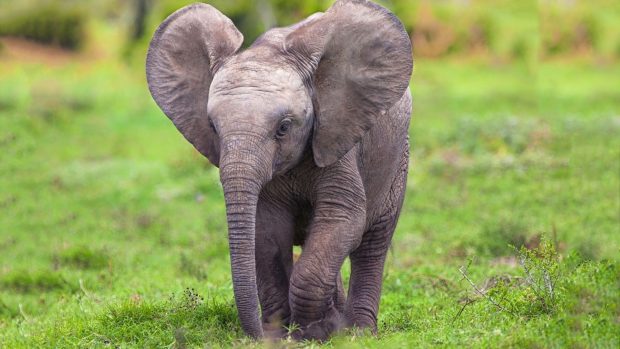 Cute Elephant Wallpaper High Quality.