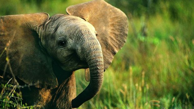 Cute Elephant Wallpaper High Resolution.