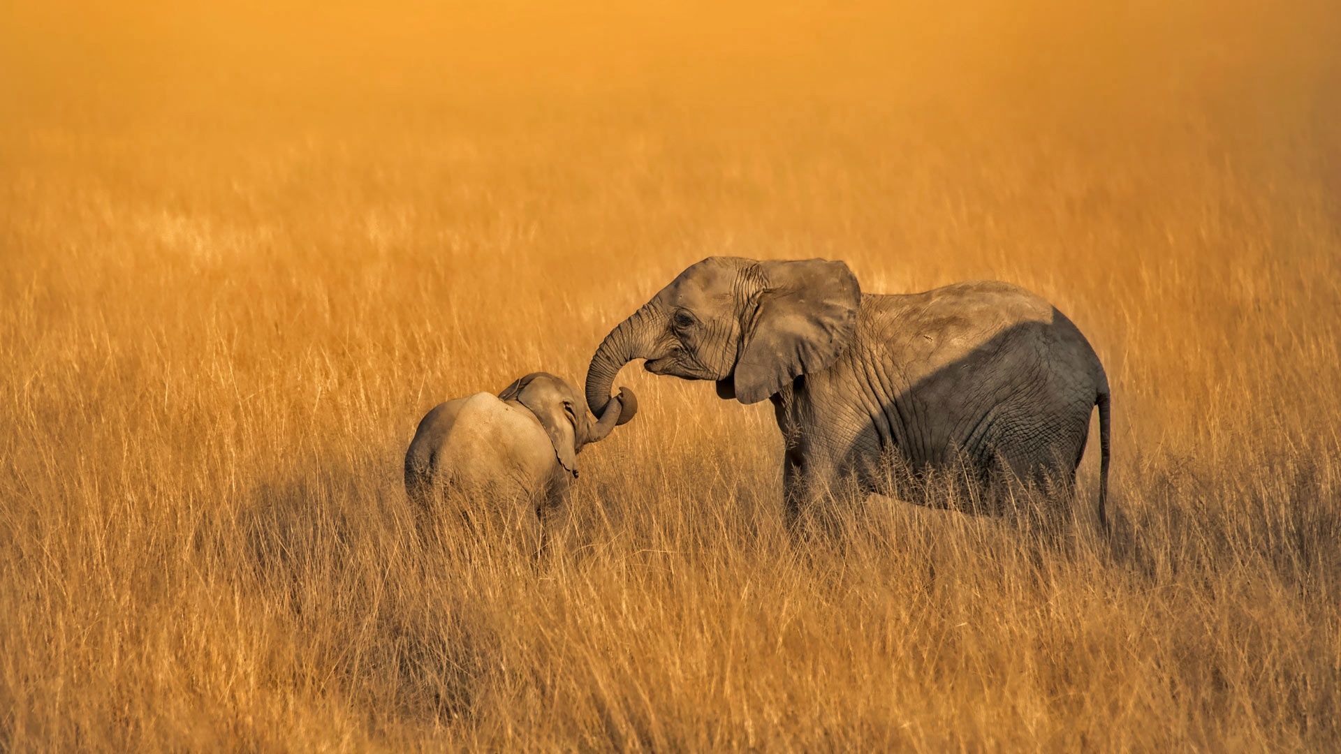 Baby Elephant Images  Browse 566953 Stock Photos Vectors and Video   Adobe Stock