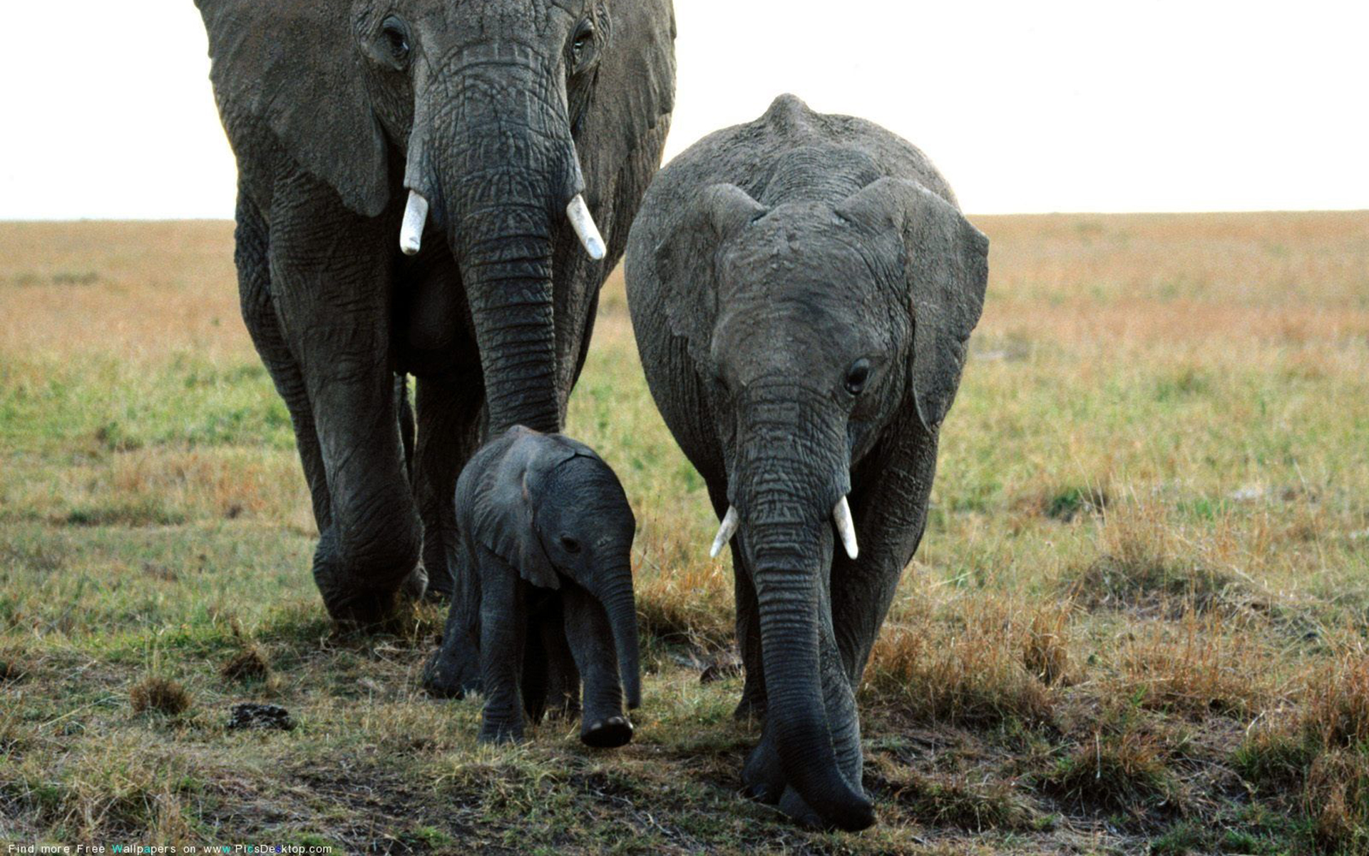 Сколько диких слонов. Слоны в дикой природе. Семья слонов. Слоны фото. Дикие слоны.