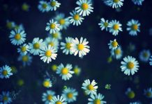 Cute Floral Backgrounds Free Download.