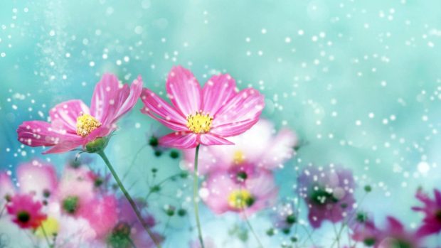 Cute Floral Desktop Backgrounds Free download.
