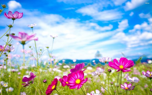 Cute Flower Backgrounds High Quality.