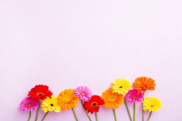 Cute Flower Backgrounds High Resolution.