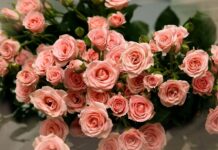 Cute Flower Backgrounds Pink Girly.