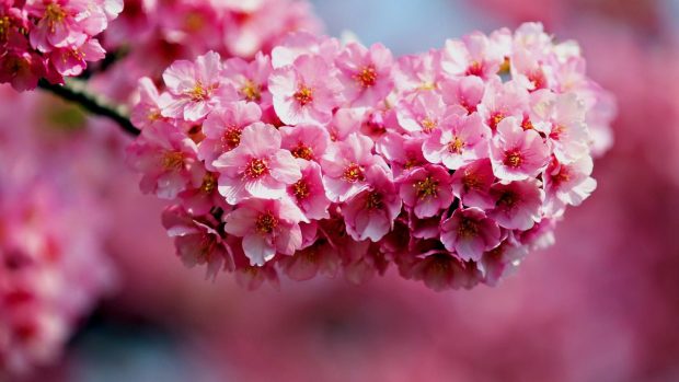 Cute Flower Backgrounds Pink Pastel.