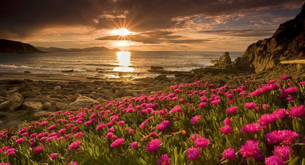 Cute Flower Backgrounds Sunrise.