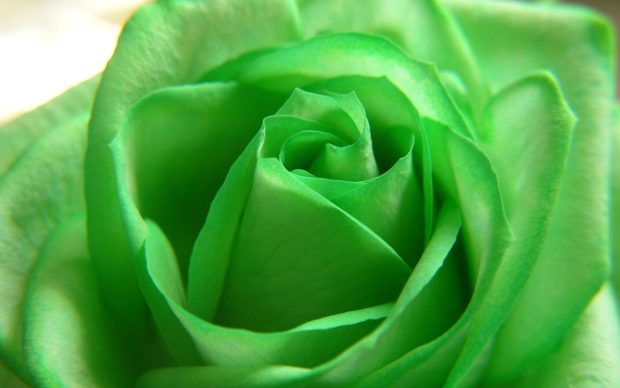 Cute Flower Green Wallpaper HD.
