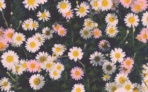 Cute Flower HD Wallpaper.