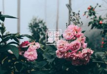 Cute Flower HD Wallpaper Free download.