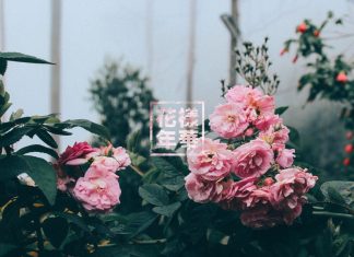 Cute Flower HD Wallpaper Free download.