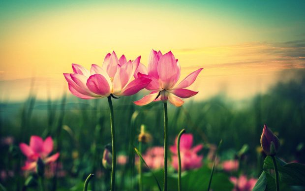 Cute Flower Image Free Download.
