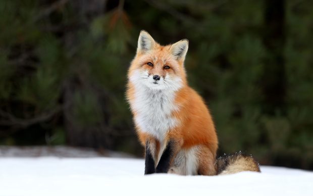 Cute Fox Background.