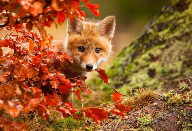 Cute Fox Backgrounds Computer.