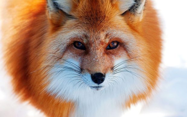 Cute Fox Backgrounds Desktop.