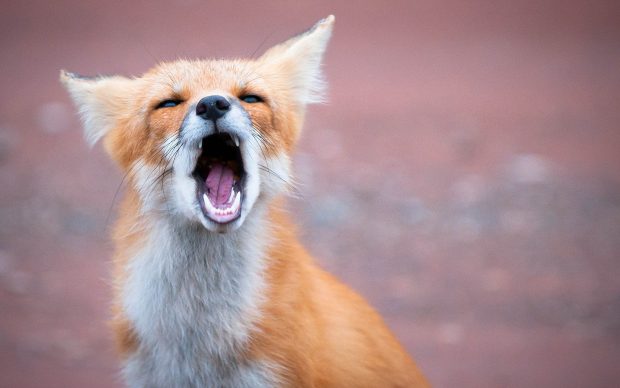 Cute Fox Backgrounds Free Download.