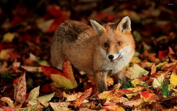 Cute Fox Backgrounds HD.