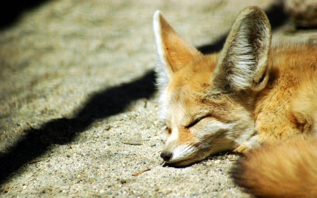 Cute Fox Backgrounds for PC.