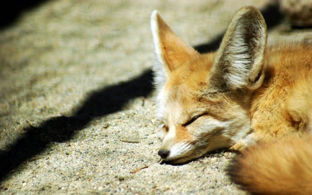 Cute Fox Backgrounds for PC.