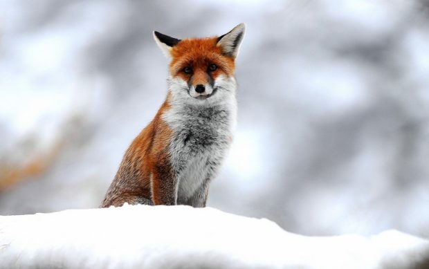 Cute Fox Desktop Background.