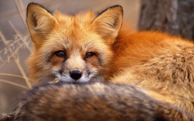 Cute Fox Desktop Background HD Backgrounds.