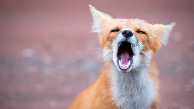 Cute Fox Desktop Wallpaper.