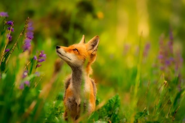 Cute Fox HD Backgrounds Computer.