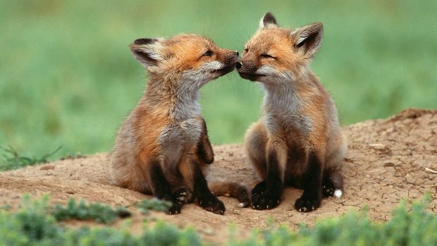 Cute Fox HD Wallpaper.