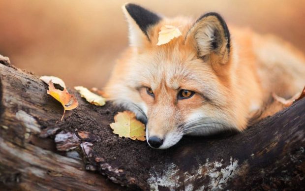 Cute Fox Image Free Download.