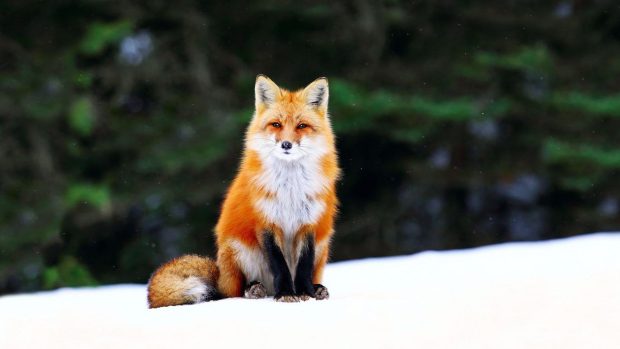 Cute Fox Wallpaper 1920x1080.