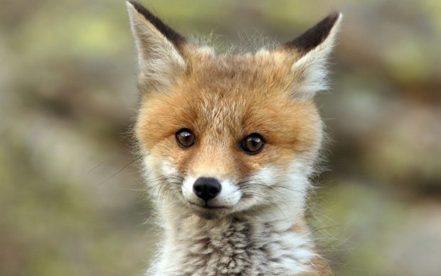 Cute Fox Wallpaper Free Download.