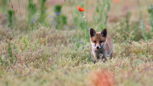 Cute Fox Wallpaper for Desktop.