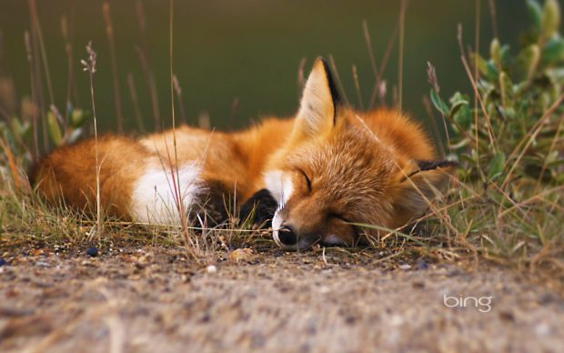 Cute Fox Wallpaper for Mac.