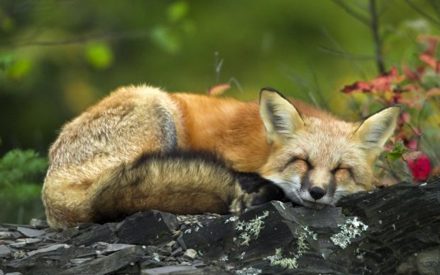 Cute Fox Wallpaper for PC.