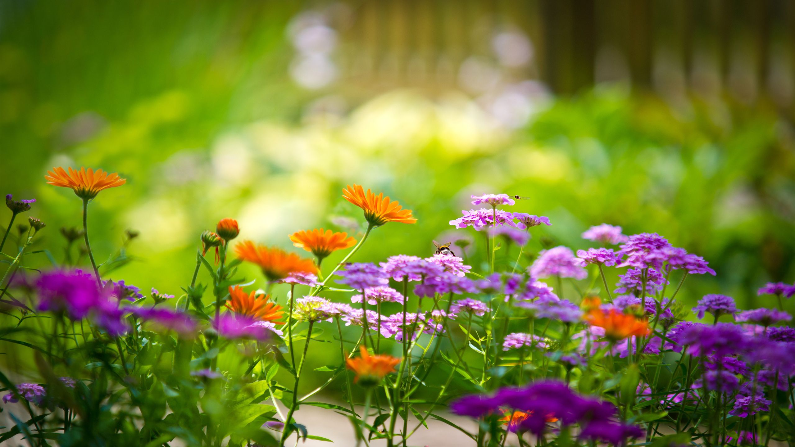 Garden Background Images  Free Download on Freepik