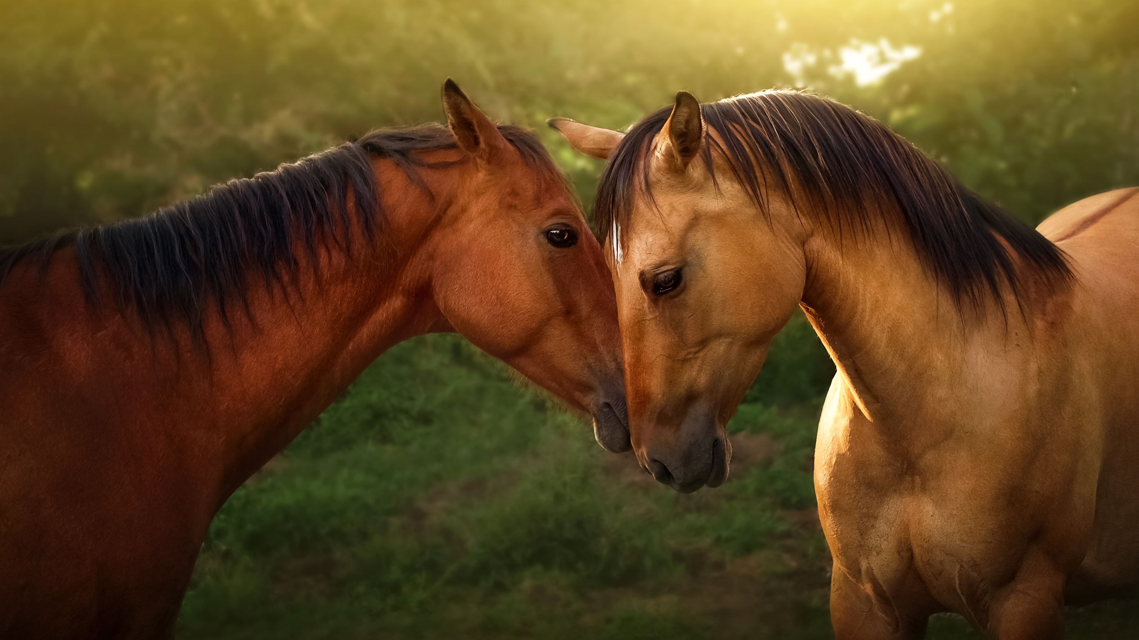 Horse With Background Of Sunset HD Horse Wallpapers  HD Wallpapers  ID  57035