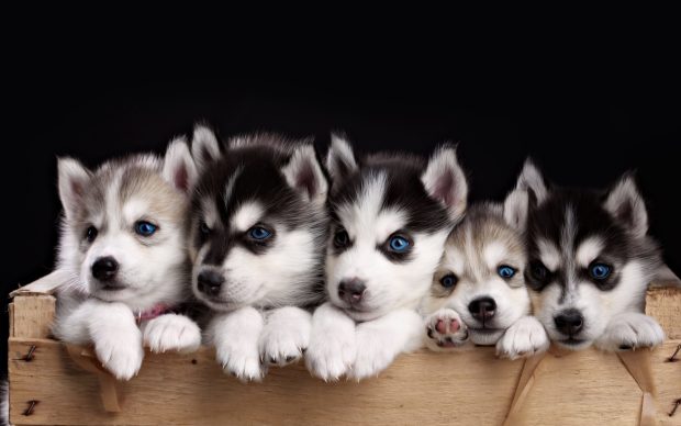 Cute Husky Wallpaper HD.