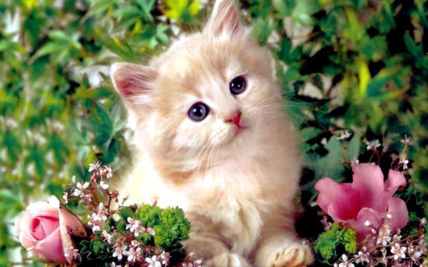 Cute Kitten.