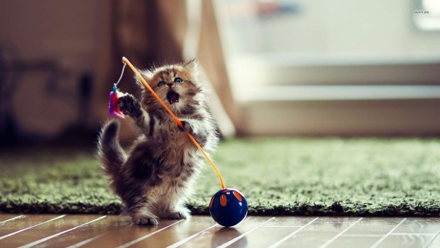 Cute Kitten Background.